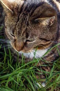 Close-Up of a Tabby Cat in Grass Stock Photos