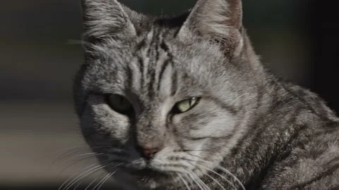 Close up of a tabby cat head. Stock Footage 169207769