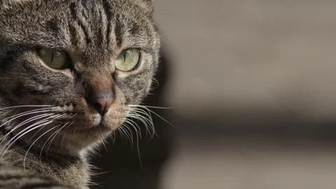 Close up of a tabby cat head. Stock-Footage 169836076