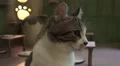 Close Up Tabby Cat Kitten Face HD HD 影片