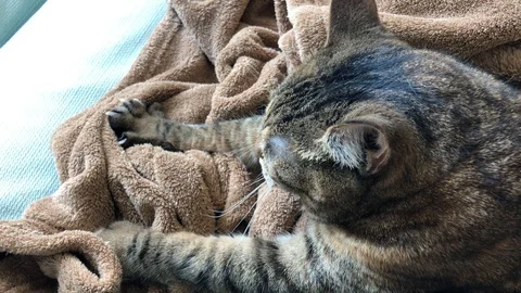 Close Up Tabby Cat Kneading On Blanket, Sofa 4K Stockbeeldmateriaal 93972098