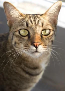 Close-up Tabby Cat Looking at Camera Isolated on Background Stockfoto's