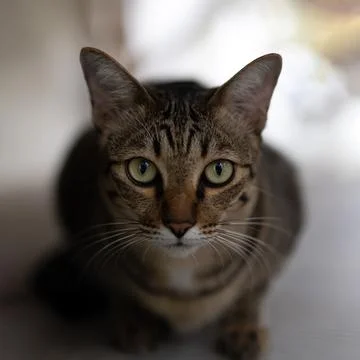 Close up tabby cat looking at camera Isolated on background. Stock Photos