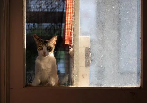 Close-up Tabby Cat Looking Through The Window Stock-Fotos