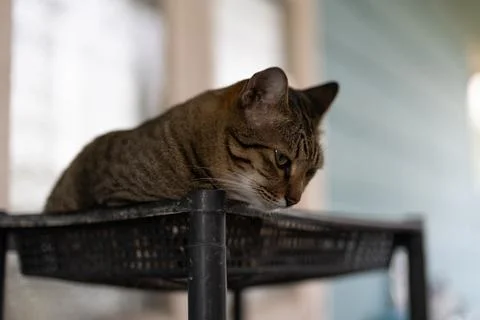 Close up tabby cat lying in a basket Isolated on background. Stock Photos