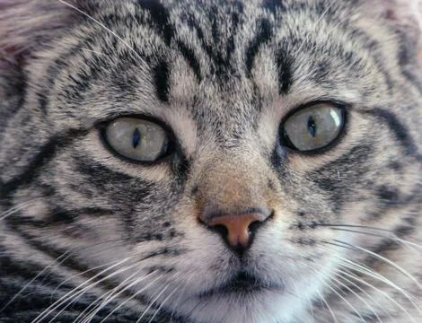 Close-up a tabby cat Stock Photos