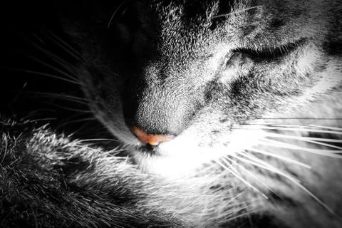 Close-up on tabby cat Stock Photos