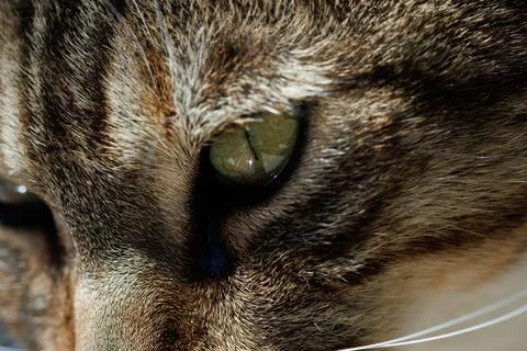 Close-up of a tabby cat Фото
