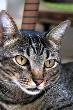 Close-up of a tabby cat Stock Photos