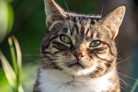 Close up of a tabby cat with piercing green eyes and distinctive facial markings Stock Photos