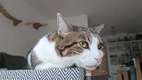 Close up of tabby cat resting head on patterned surface in home interior Stock Footage 300298763