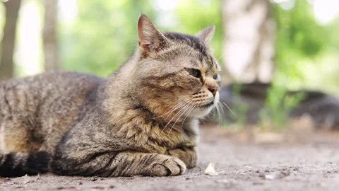 Close-up of a tabby cat resting outdoors with a blurred green background Stock Footage 337134524