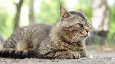 Close-up of a tabby cat resting outdoors with a blurred green background Stock Footage 337134669