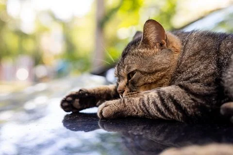 Close-up of a tabby cat resting peacefully on a reflective surface outdoors Stock Photos