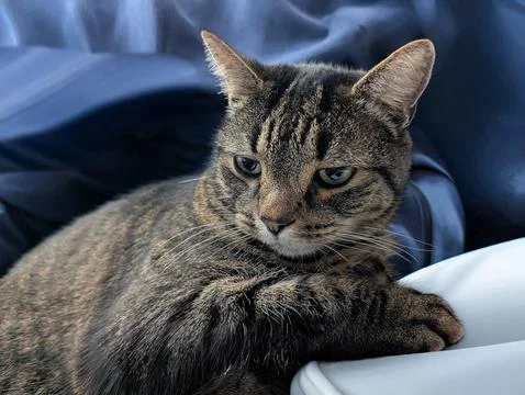 Close-up of a Tabby Cat Resting with Thoughtful Expression Stock Photos