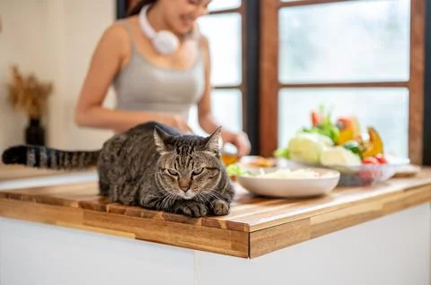 Close up of tabby cat sitting crouching on wooden kitchen counter while wom.. Foto stock