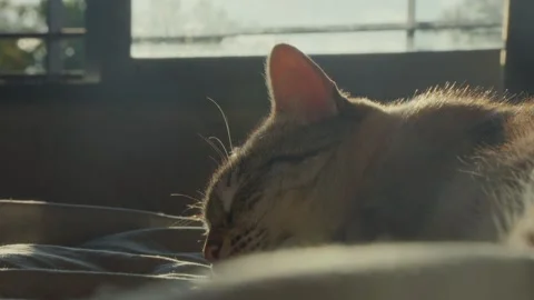 Close up of a tabby cat sleeping on a bed in warm morning sunlight Stock Footage 345812211