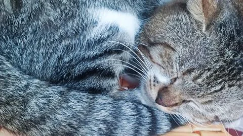 Close-Up of a Tabby Cat Sleeping Peacefully 写真素材