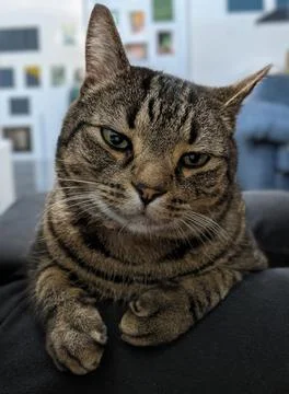 Close-Up of a Tabby Cat with Subtle Head Tilt, Looking Directly into the Camera Fotos de archivo