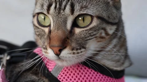Close-up of a tabby cat wearing a pink harness Vídeos de archivo 342749792