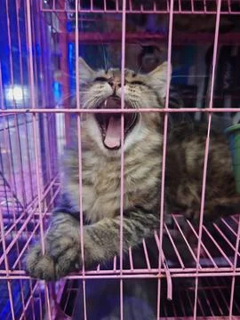 Close-up of a Tabby Cat Yawning Inside a Pink Cage Foto stock