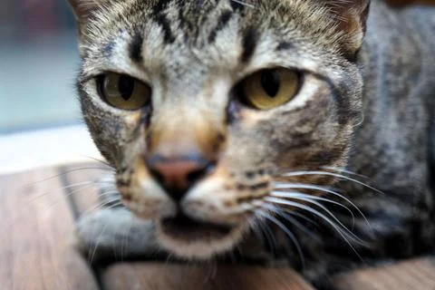 Close-up of a tabby cat&amp;#39;s face Stock Photos