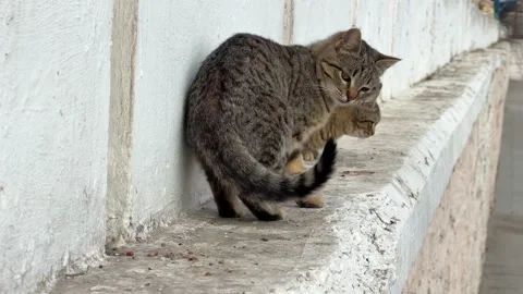 Close-up of tabby cats on concrete wall Vídeos de archivo 334705297
