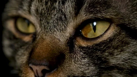 Close up of a tabby cats eyes. Stock Footage 138327019