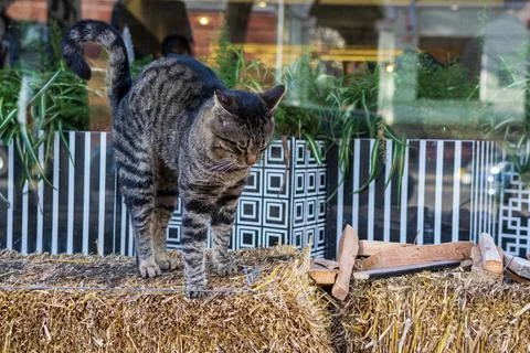 Close-up of a tabby gray and white cat Stock Photos