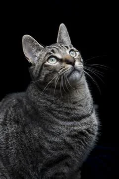 Close-up of tabby gray cat looking up on a black background Stock Photos