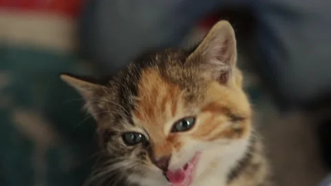 Close-up tabby gray ginger kitten meowing on camera looking with blue eyes 库存影片 167372442