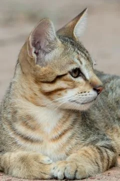 Close up Tabby Kitten Lie Down on The Floor Isolated on Blurry Background Фото