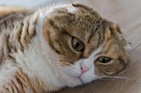Close up tabby multicolor scottish fold years cat Stock Photos