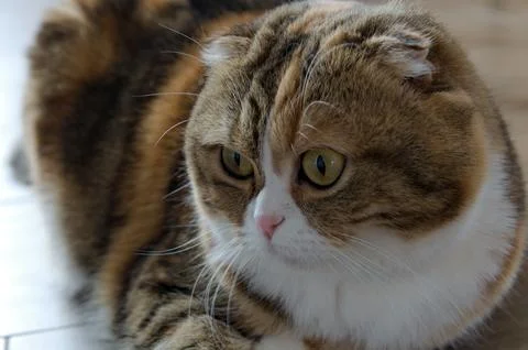 Close up tabby multicolor scottish fold years cat Stock Photos