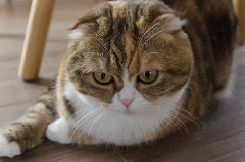Close up tabby multicolor scottish fold years cat Stock Photos