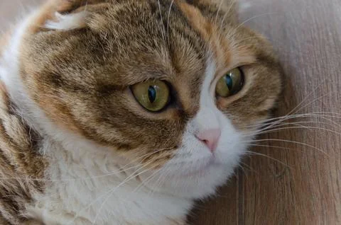 Close up tabby multicolor scottish fold years cat Stock Photos