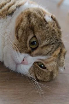 Close up tabby multicolor scottish fold years cat Foto stock