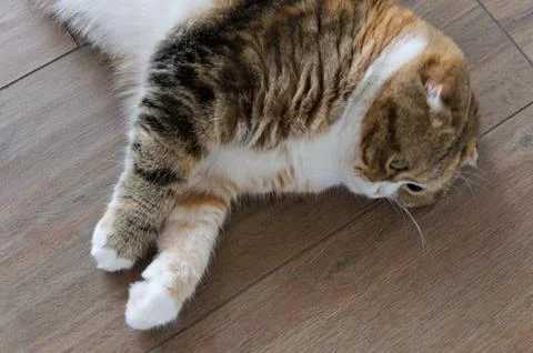 Close up tabby multicolor scottish fold years cat Stock Photos