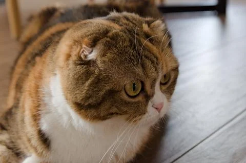 Close up tabby multicolor scottish fold years cat Stock Photos