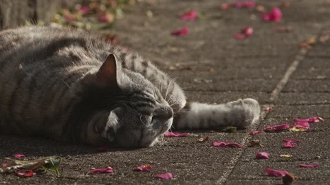 Close up of a tabby resting on the ground. Stock Footage 169207783