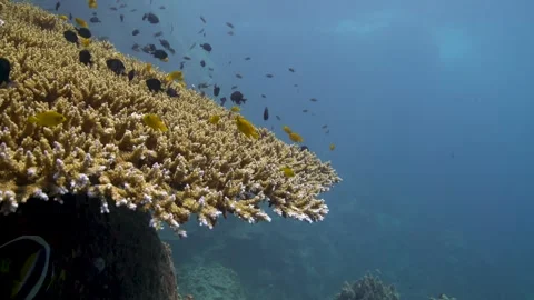 Close up of a table coral in the sun with many fish Stock Footage 256637805