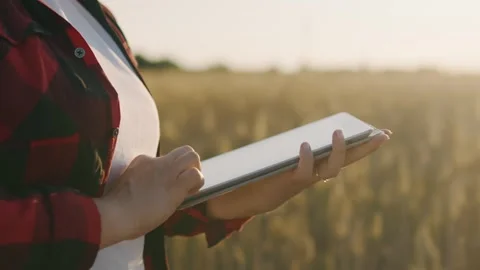 Close-up of a tablet in the hands of an agribusiness worker in a wheat field Stock Footage 251242125