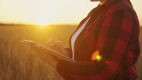 Close-up of a tablet in the hands of an agribusiness worker in a wheat field Stock Footage 268753247