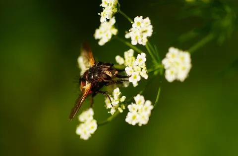 Close-up of a Tachina fly on an Apiaceae. Stock Photos