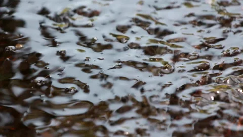 Close Up Of Tadpoles Vibrating The Water While Swimming In Pond In Park Stock Footage 233940170