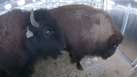 Close-Up of Tagged Bison Standing in Holding Pen Vídeos de archivo 332444813