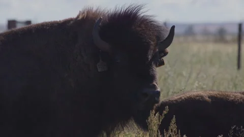 Close Up of Tagged Bison in windy prairie pasture with bird flying in backgrond Stock Footage 332435048