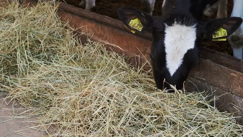 Close up of Tagged Cows Eating in the Farm 4K. Stock Footage 108628631