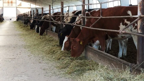 Close up of Tagged Cows Eating in the Farm 4K. Stock Footage 108628676