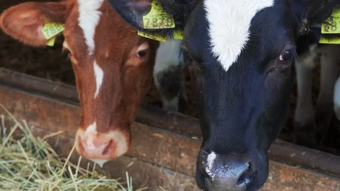 Close up of Tagged Cows in the Farm 4K. Barn Eating Organic Grass. Stock Footage 108629012